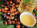 Почему все боятся пальмового масла? 